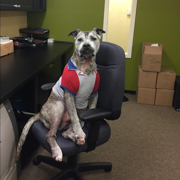 Collared dog shirt - Picture 6 of 6